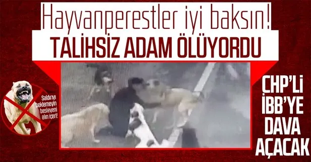 Bakırköy’de iş adamına 6 köpek saldırdı! Talihsiz adam İBB’ye dava açacak