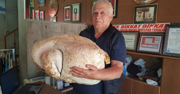 Ağırlığı 20 kilogramın üstünde! Mersin Mut'ta dev mantar bulundu