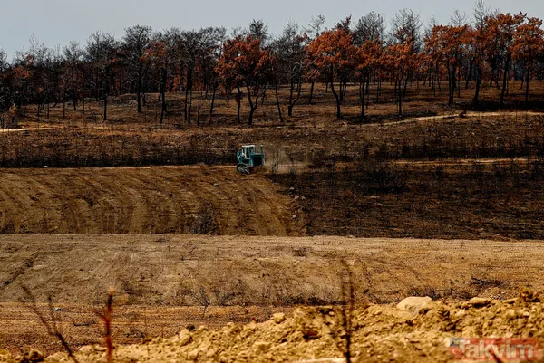 Yanan ormanlar ne olacak? Ağaçlandırma çalışması sonbaharda başlayacak - 26
