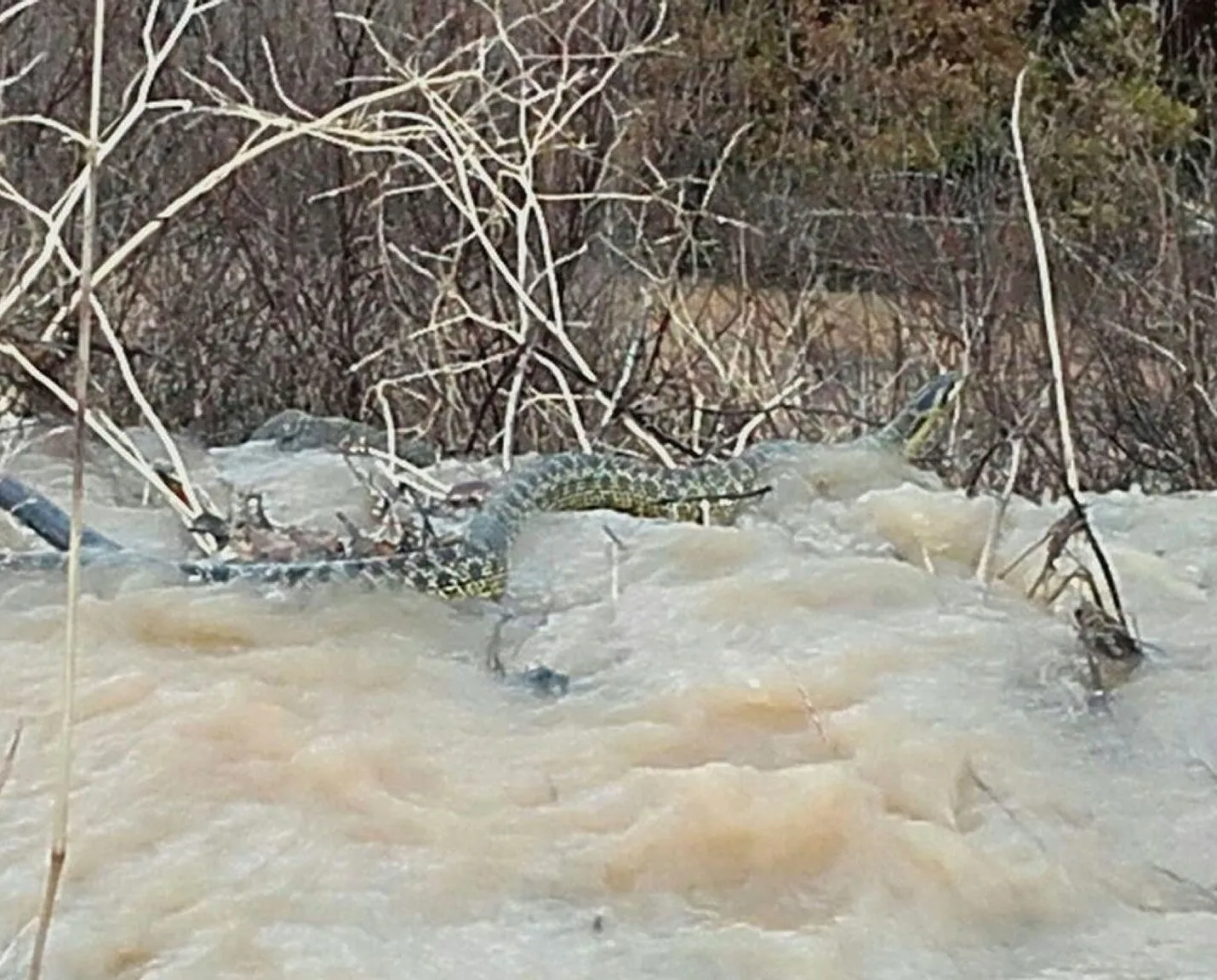 Manisa’da görüntülendi! Boyu en az 4 metre...