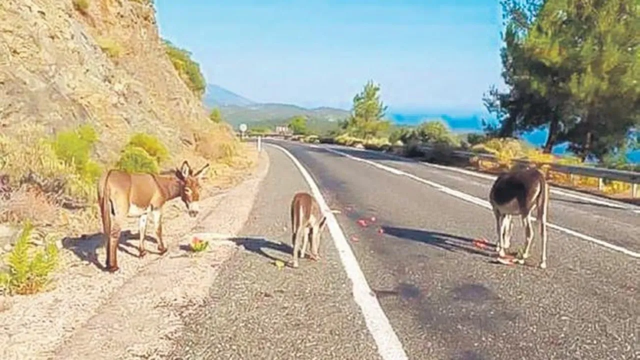 Yabani uyarı!