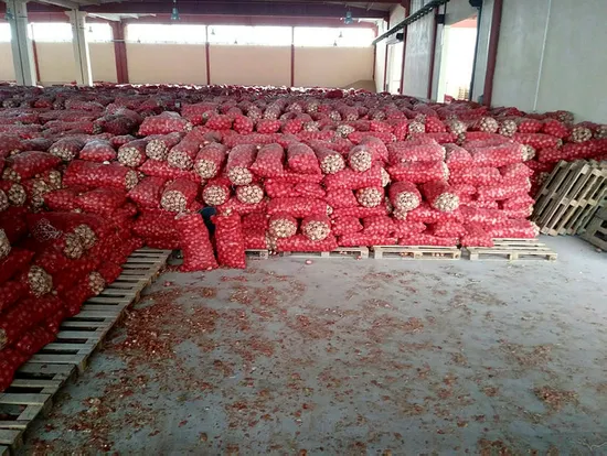 Ankara'da depoda stoklanmış 1300 ton kuru soğan çıktı-2