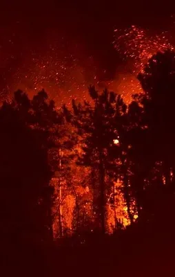 Trabzon Sürmene'de orman yangını!