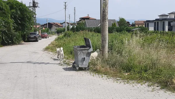 sakaryada-13-parcaya-ayrilan-cesetlerin-baslari-bulunamadi-1625221413495.jpg Sakarya'da 13 parçaya ayrılan cesetlerin başları bulunamadı-11