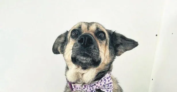 Sınır ötesi ’dogs’tluk