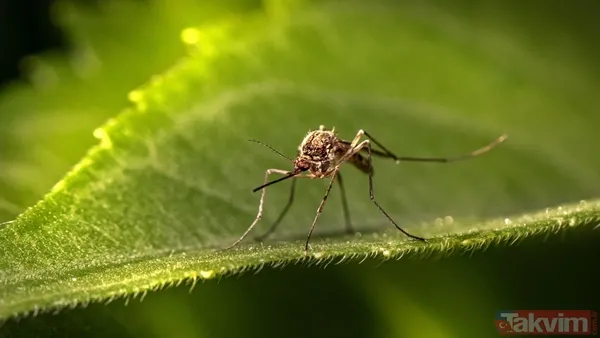 Doğanın dengesi değişiyor! Bilim insanları şaşkın: Bu ülkede ilk kez sivrisinek görüldü - 9