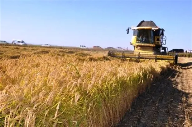 celtik-fiyatlari-ne-kadar-oldu-tmo-baldo-osmancik-fiyati-kac-tl-ne-kadar-oldu-celtik-hasadi-alim-fiyatlari-2021-1630949232179.jpg TMO Baldo, Osmancık fiyatı kaç TL, ne kadar oldu? Çeltik hasadı alım fiyatları 2021! Çeltik fiyatları ne kadar oldu?-4