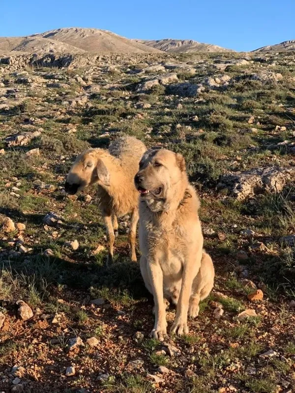 sadakatiyle-bilinen-kangal-kopegi-koyunun-basinda-iki-gun-bekledi-1621673102315.jpg Sadakatiyle bilinen Kangal köpeği koyunun başında iki gün bekledi-2