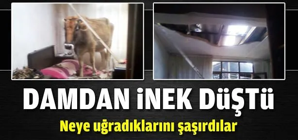 Damdan inek düştü