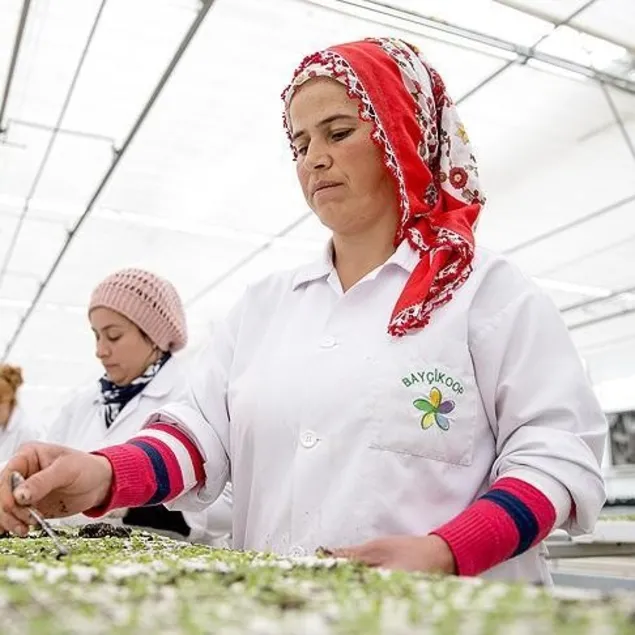 Fesleğen ye sinirlenme