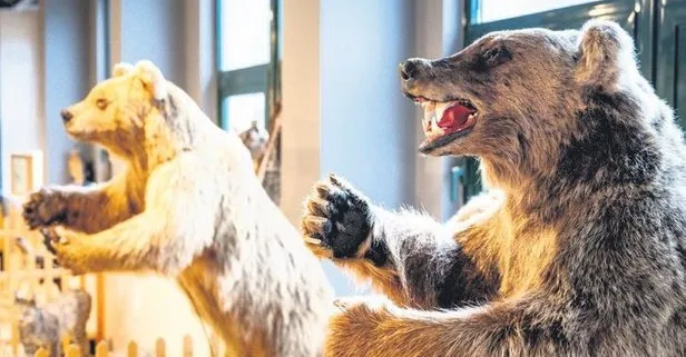 Artvin’de Çoruh Üniversitesi içinde yaban hayatı müzesi kuruldu