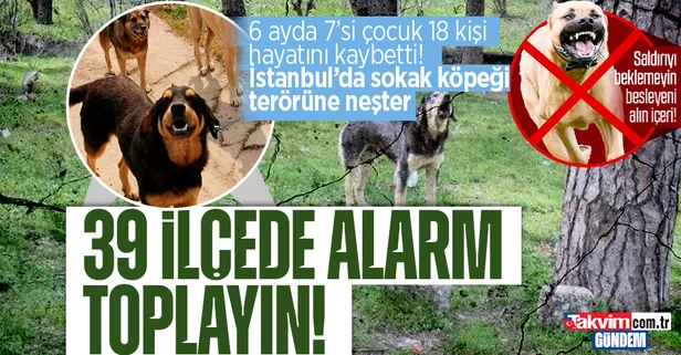 Başıboş sokak köpeği terörüne geçit yok | Hayvanperestlere şok! Valilik harekete geçti: Derhal toplayın