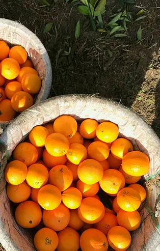 Rüyada portakal görmek ne anlama gelir?