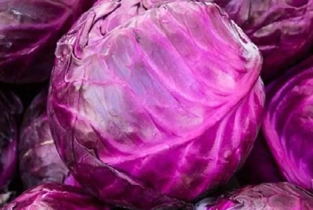 Sivilcelere mor lahana