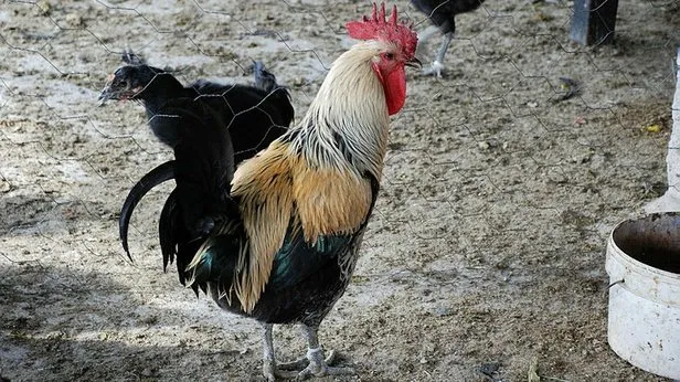 ruyada horoz gormek ne anlama gelir
