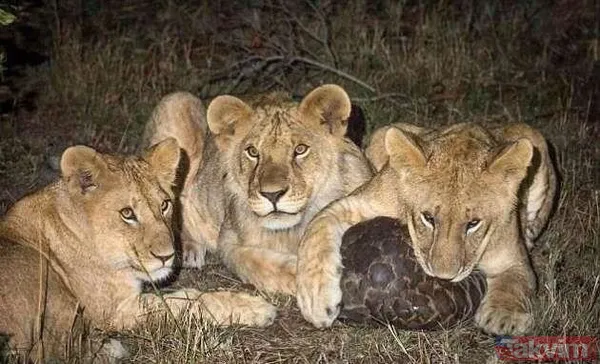 Yılan evcil köpeğe saldırdı! Dehşet dolu anlar... - 22