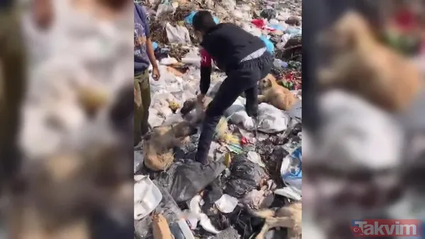 Bingöl Karlıova'da dehşet görüntü! Köpekler iple birbirine bağlanıp çöplüğe bırakıldı - 6