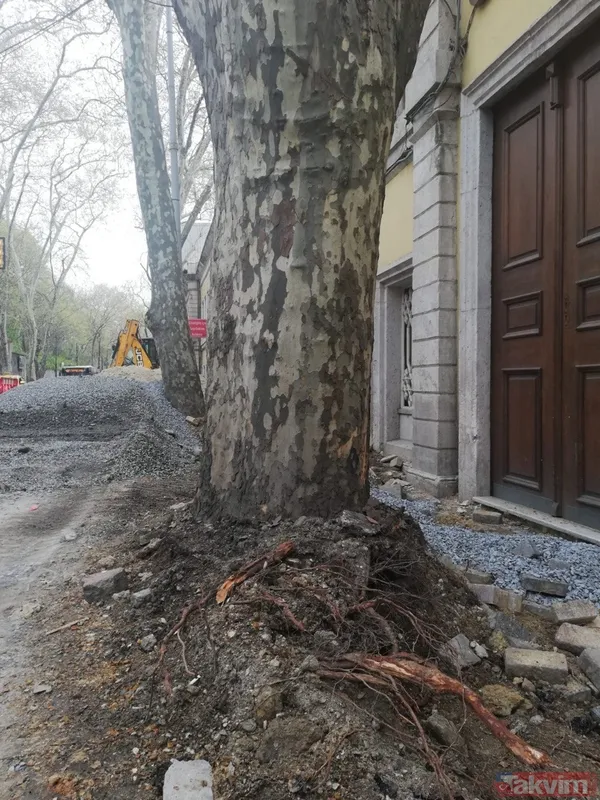 İBB'nin Çırağan'daki ağaç katliamının raporu açıklandı! Bilimsel çalışma yapılmadığı ortaya çıktı - 29