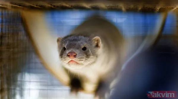 "CLUSTER-5 VİRÜS" NE DEMEK? Koronavirüsün Danimarka'da vizonlar üzerinde mutasyona uğraşmış bu haline "Cluster-5 virüs" adı verildi.