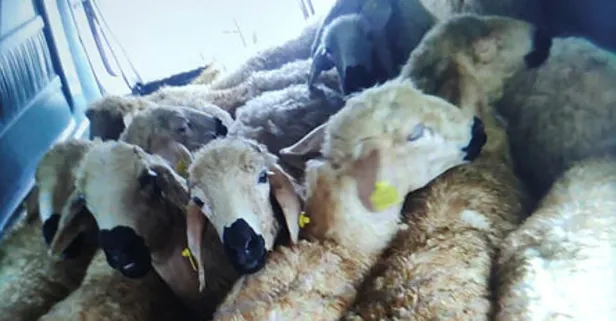 133 koyun çalan 4 hırsız yakalandı