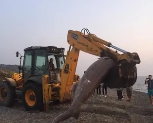 Görenler şoke oldu! İzmir’de karaya vurdu