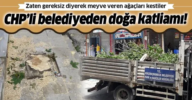 CHP’li Küçükçekmece Belediyesi meyve ağaçlarını kesti