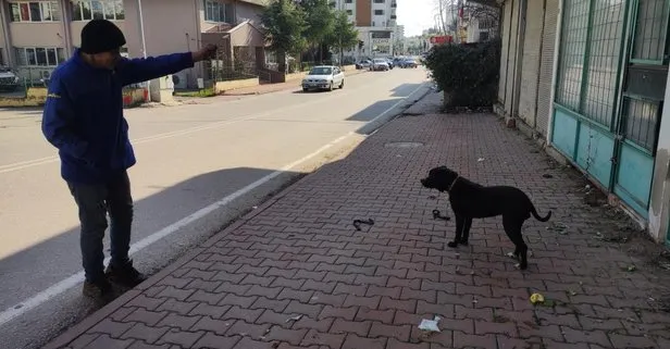 Başıboş pitbull köpeğini çamaşır ipiyle bağladı! Yoldan geçenler oyun oynadı