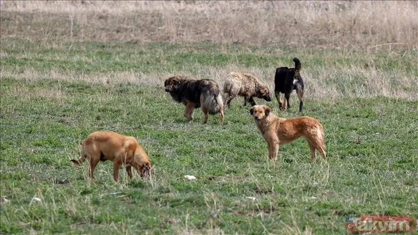 'Köpekperest' provokasyonda FETÖ izi! Başrolde başıboş tetikçi Cevheri Güven: Mama lobisine taktik, küstah tehdit - 11