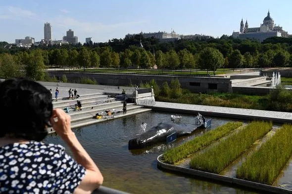 Madrid'de nehir kıyısında İspermeçet balinası görenleri şaşırttı - 8