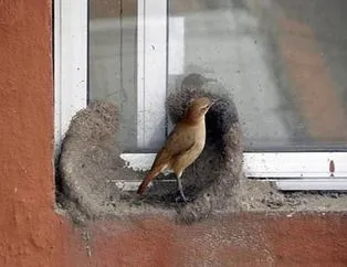 Yuva yapan kuş kendisine hayran bıraktı