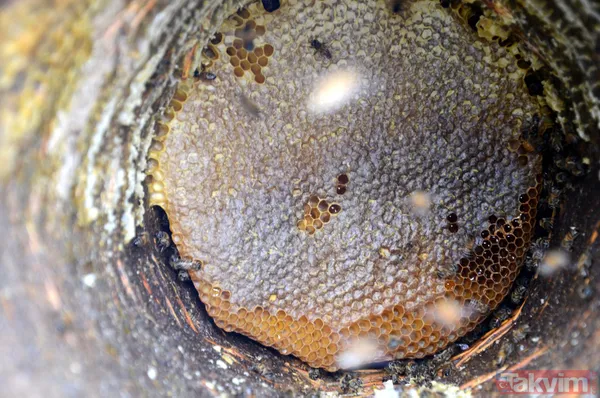 Kilosu 350 TL! 3 bin rakımda üretilen karakovan balından bu yıl 250 ton bekleniyor - 23