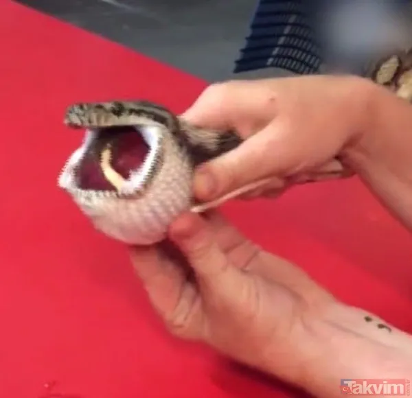 Midesine güvenenler baksın! Kulak ağrısıyla hastaneye giden adamın kulağından çıkanlar dünyayı şoke etti - 40