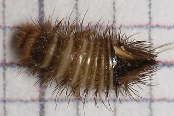 Evlerimizde aniden ortaya çıkıyor! İstanbul, Ankara, Antalya, Sivas, İstanbul, Bursa tüm Türkiye'ye acil önlem uyarısı!-2