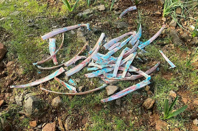 Muğla'da zehirli kemik paniği! Ormanlık alanda bulundu
