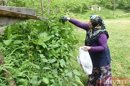 Akciğerleri pırıl pırıl ediyor! İbn-i Sina’nın asırlık reçetesi: Etkisi inanılmaz!