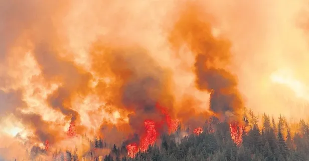 Arıları sakinleştirmek için yaktığı tütsü ormanı yaktı!