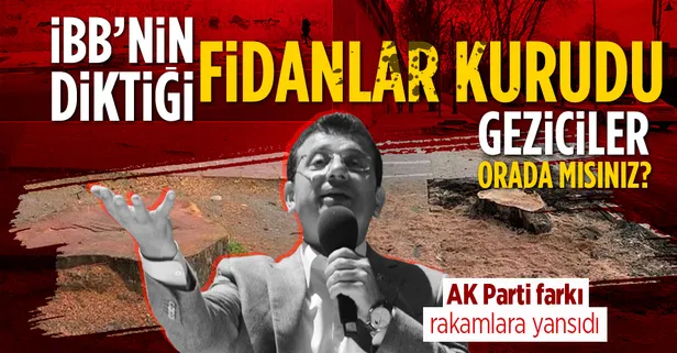 İBB'nin çevreciliği buraya kadar: Asırlık çınarların yerine dikilen fidanlar kurudu