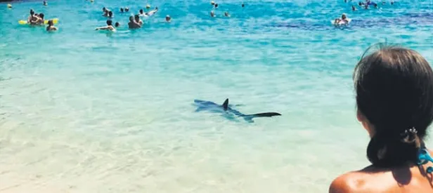 Akdeniz’de Jaws paniği