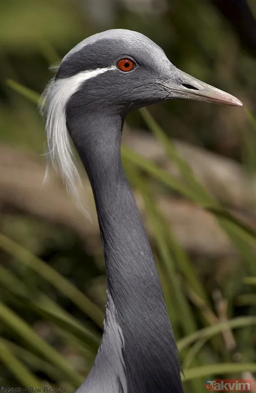 Türkiye'de 17 yıl sonra bir ilk! Telli turnalar yuva kurdu - 16