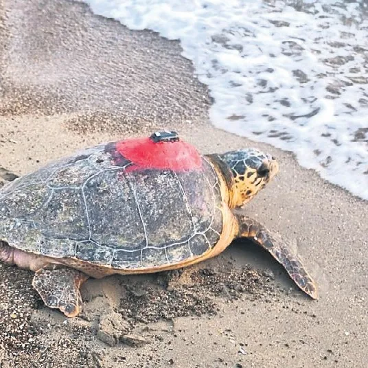 Caretta caretta turba