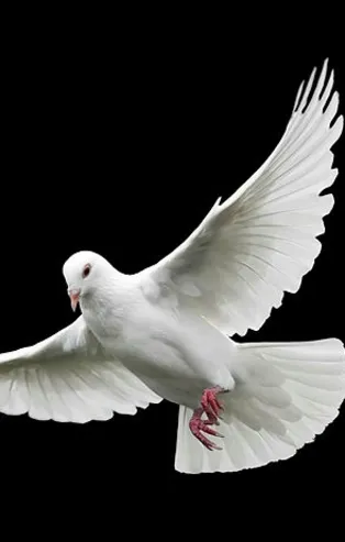 Rüyada güvercin görmek ne anlama gelir?