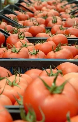 İhracatın lideri domates (Ekonomi haberleri)