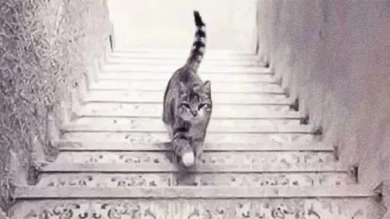 Optik illüzyon: Sosyal medyada viral olan kişilik testi! Kedi merdivenlerden iniyor mu yoksa çıkıyor mu