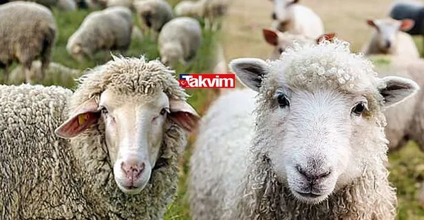 takvim gazetesi