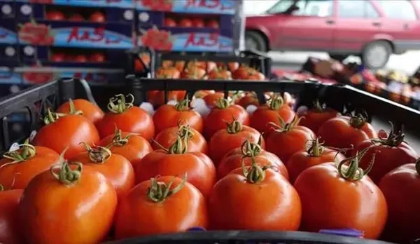 Koronavirüs salgınına rağmen hız kesmedi! Yaş meyve sebze ihracatında rekor: 2020'de 1 milyar doları aştı-5