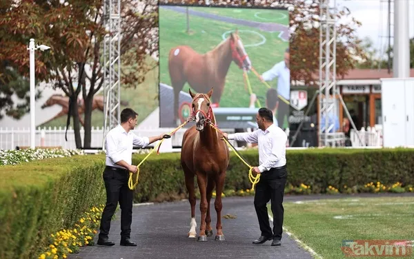 14 at toplamda 4 milyon 640 bin liraya satıldı - 1