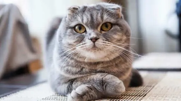 Ev kedileri nasıl beslenir? Evde kedi bakmak zor mu? KEDİ BAKIMI NASIL YAPILIR?-3