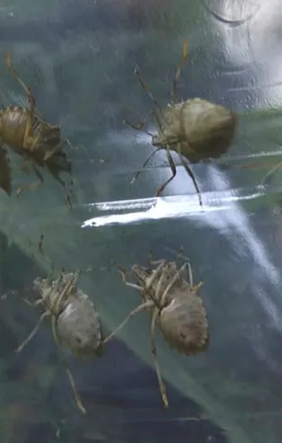 Sayıları arttı vatandaşların kabusu oldu! "En az yüzde 50'ye varan..."