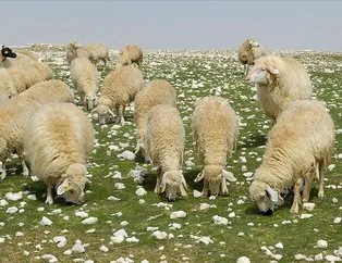 5.000 TL maaşla çoban alımı! 50 bin çoban eksiği bulunuyor! Maaşlar sürüye göre değişiyor...