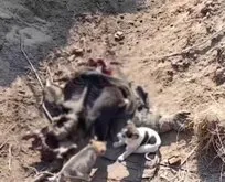 Rus askerler köpeklere yem oluyor! Savaşta korkunç görüntüler...